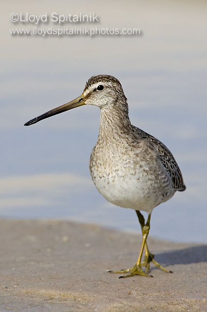 Short-billed Dowitcher