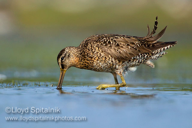 Short-billed Dowitcher