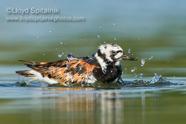 Ruddy Turnstone
