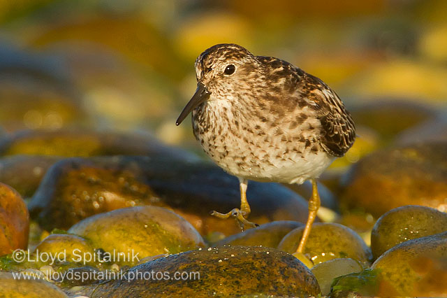 Least Sandpiper