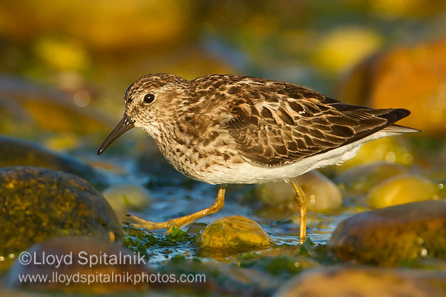 Least Sandpiper