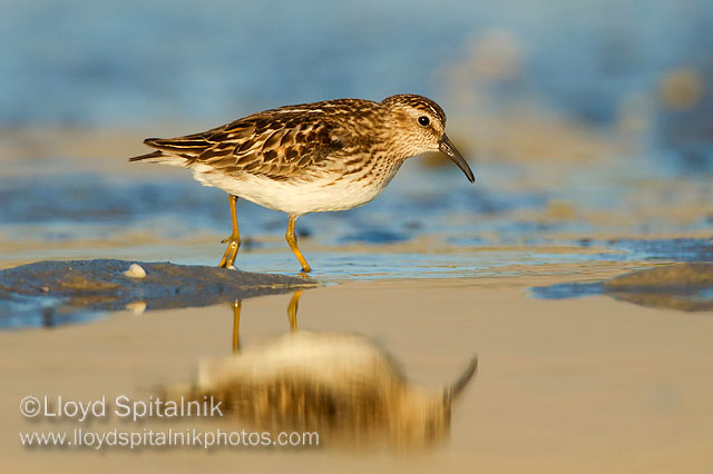 Least Sandpiper