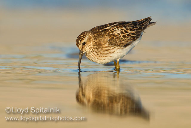 Least Sandpiper