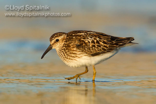 Least Sandpiper