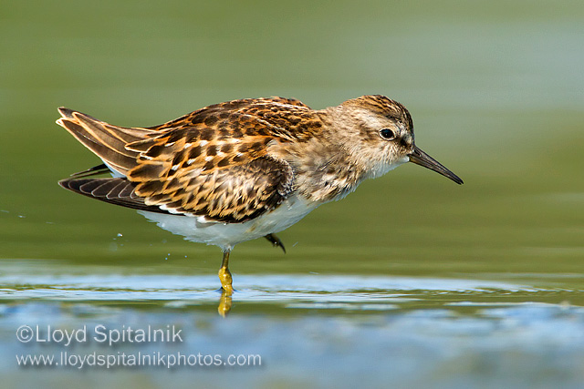 Least Sandpiper (juvenile)