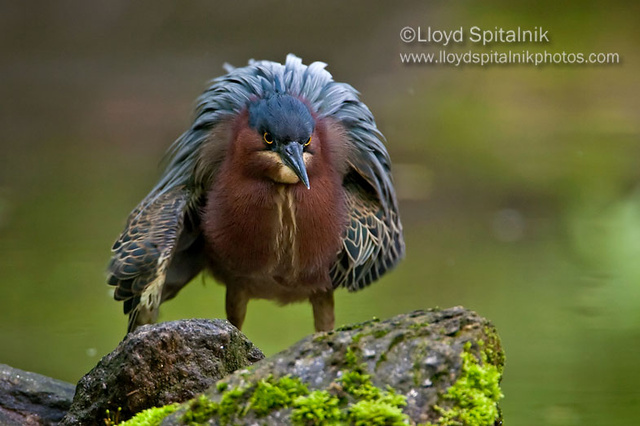 Green Heron