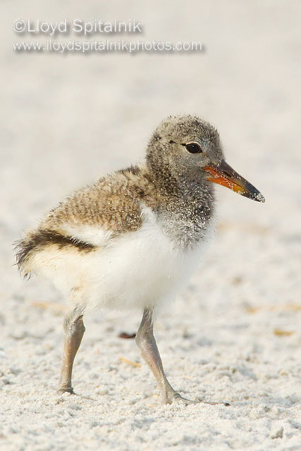 American Oystercatcher