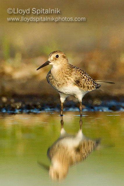 Bairds Sandpiper
