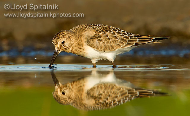 Bairds Sandpiper