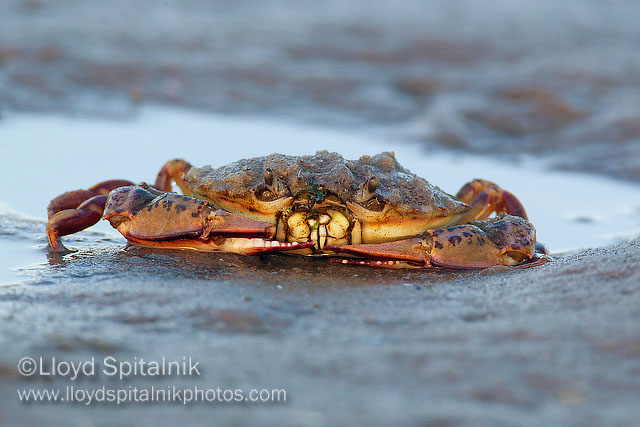 Crab