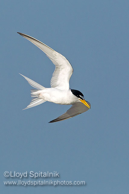Least Tern