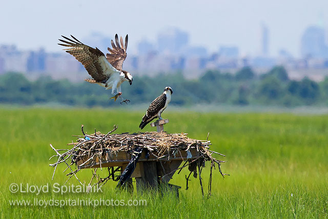 Osprey