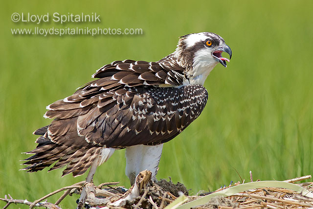 Osprey