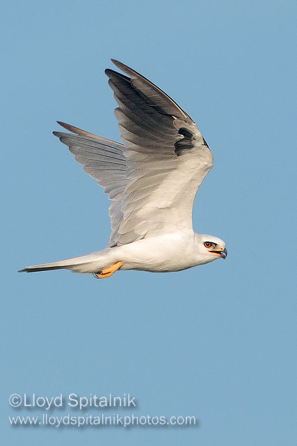 White-tailed Kite