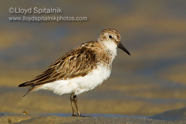 Semipalmated Sandpiper