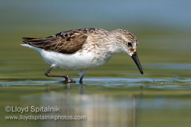 Semipalmated Sandpiper