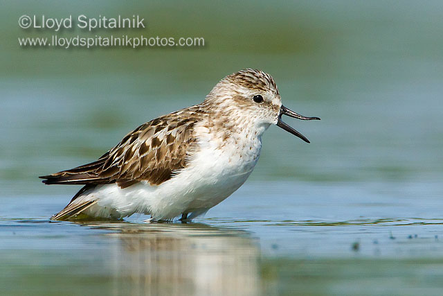 Semipalmated Sandpiper