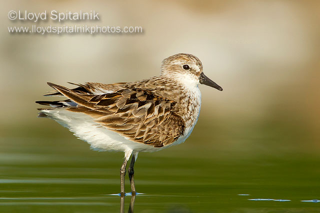Semipalmated Sandpiper