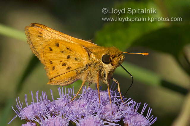 Fiery Skipper (male)
