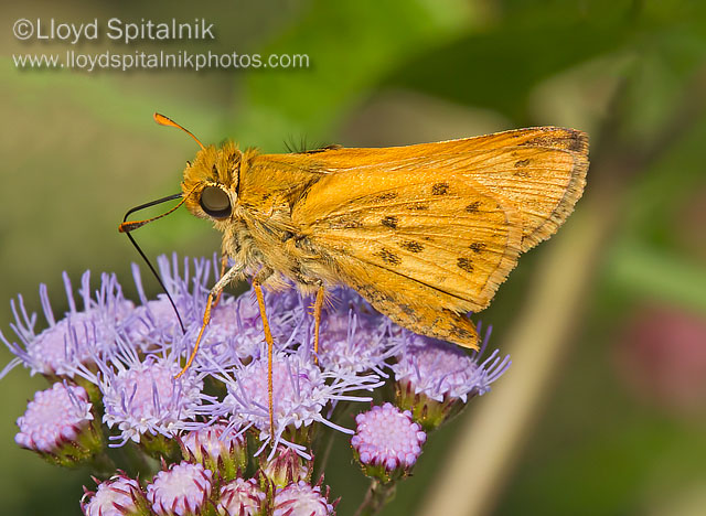 Fiery Skipper (male)