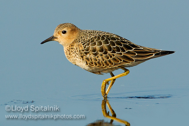 Buff-breasted Sandpiper (juvenile)