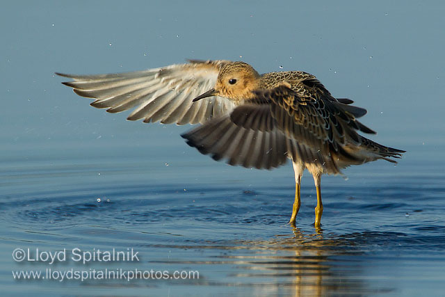 Buff-breasted Sandpiper
