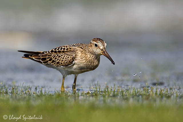 Pectoral Sandpiper