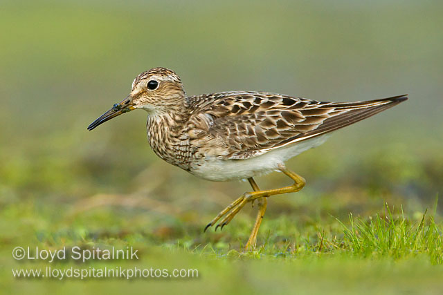 Pectoral Sandpiper