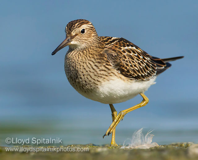 Pectoral Sandpiper