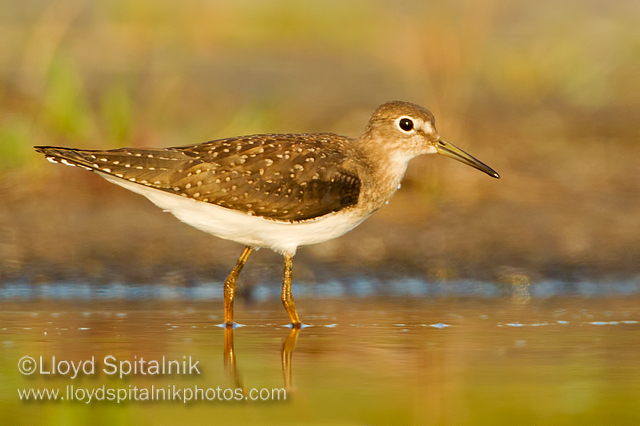 Solitary Sandpiper