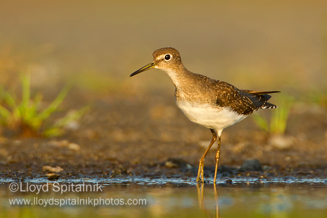Solitary Sandpiper