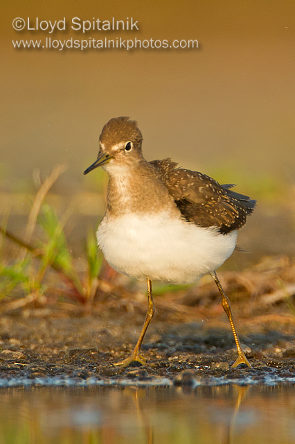 Solitary Sandpiper