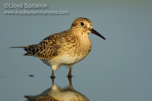 Bairds Sandpiper