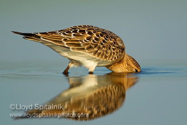 Bairds Sandpiper