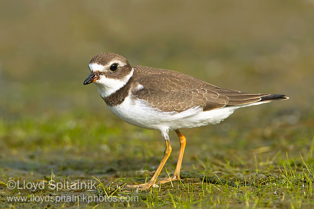 Semipalmated Plover (juvenile)