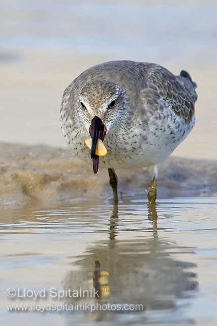 Red Knot