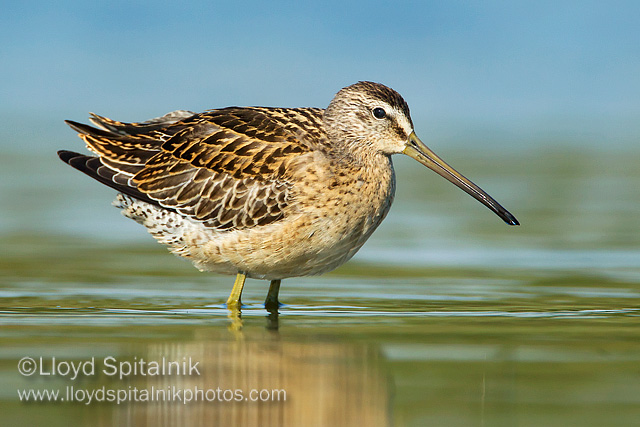 Short-billed Dowitcher (juvenile)