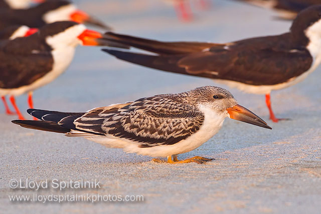 Black Skimmer