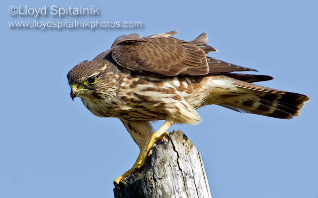 Merlin