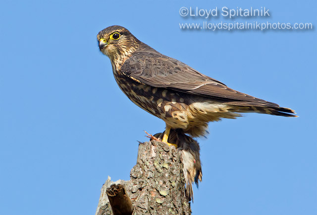 Merlin