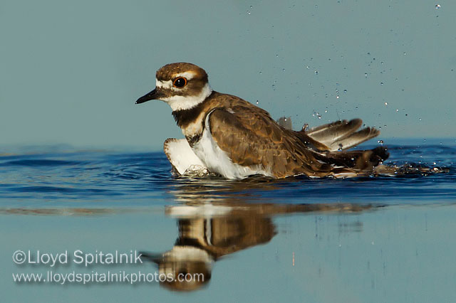 Killdeer