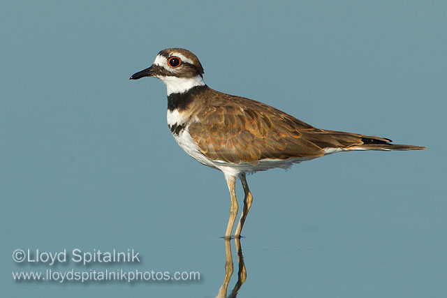 Killdeer