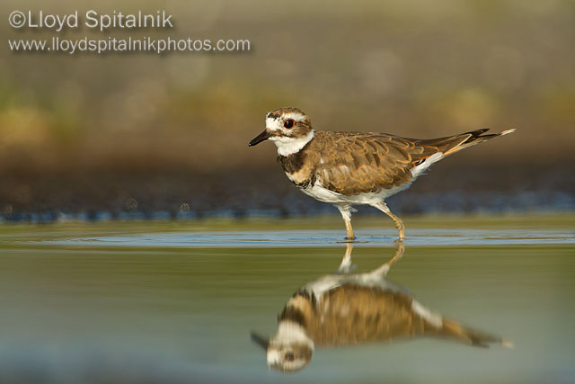 Killdeer