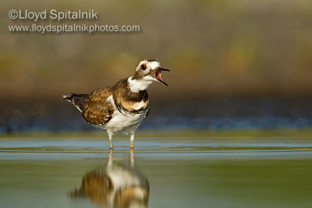 Killdeer
