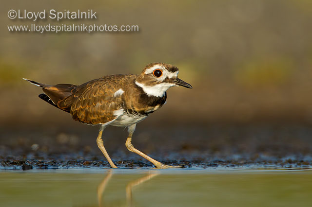 Killdeer