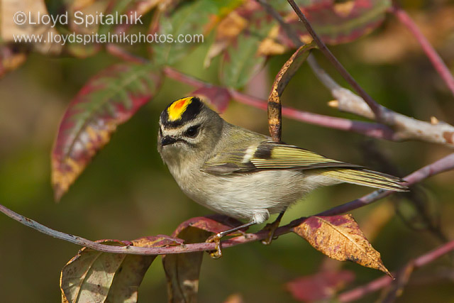 Golden-crowned Kinglet