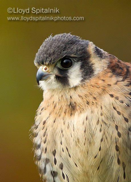 American Kestrel