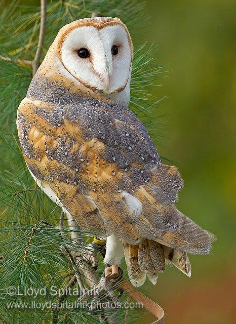 Barn Owl