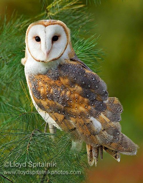 Barn Owl