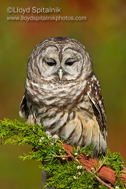 Barred Owl